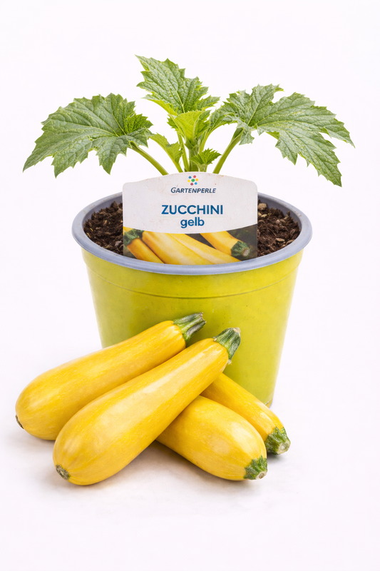 Zucchini Pflanze gelb 🥒 ertragreich & schnell wachsend (10,5 cm Topf)
