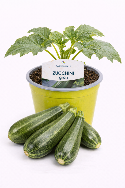 Zucchini Pflanze grün 🥒 extrem ertragreich & schnell wachsend (10,5 cm Topf)