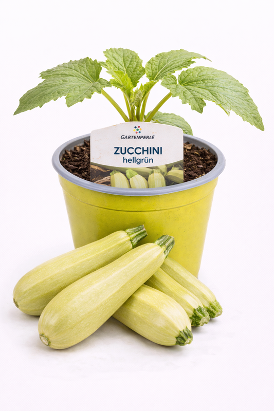Zucchini „hellgrün“ 🥒 mild & ertragreich (10,5 cm Topf)
