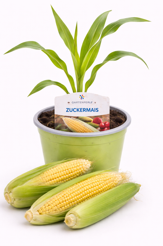 Zuckermais 🌽 süßer Genuss (10,5 cm Topf)