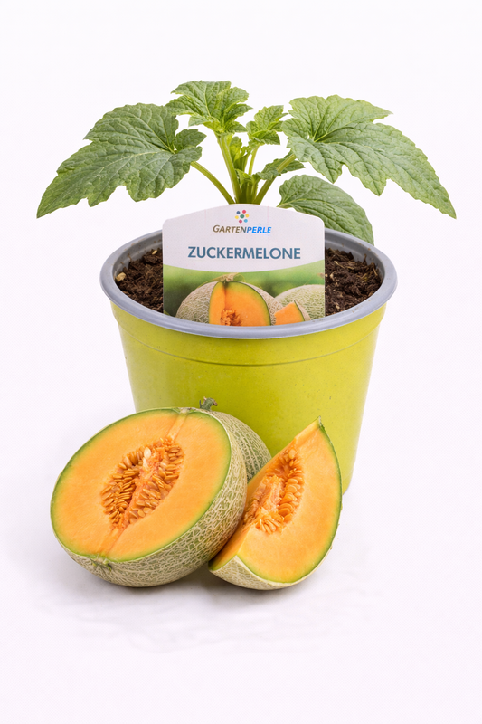 Zuckermelonen Pflanze 🍈 süß & aromatisch (10,5 cm Topf)